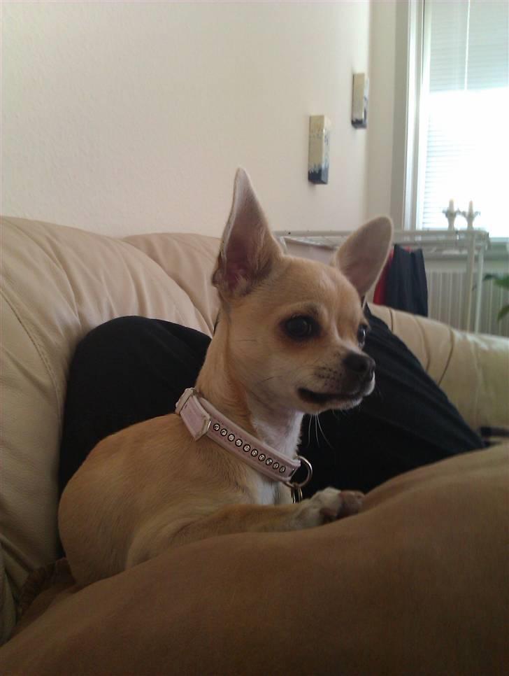 Chihuahua Pusle billede 7