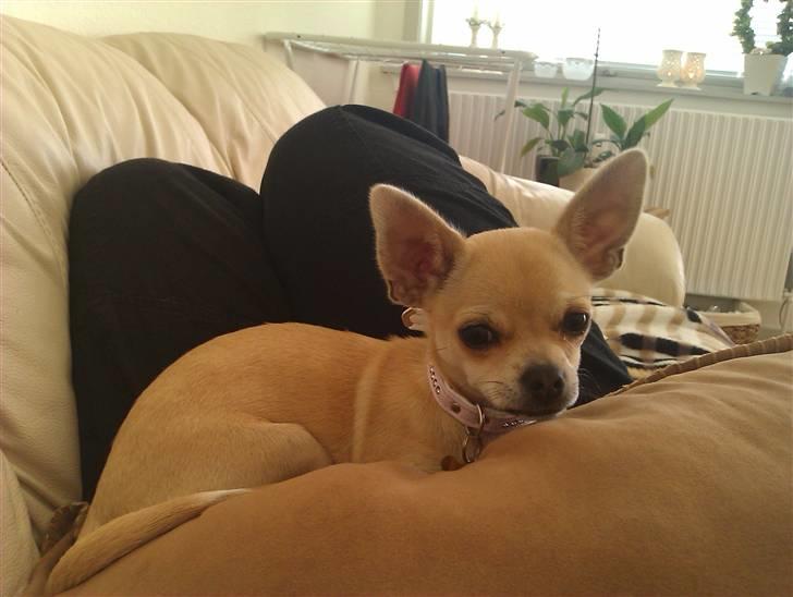 Chihuahua Pusle - Arhh råhygge.. billede 8