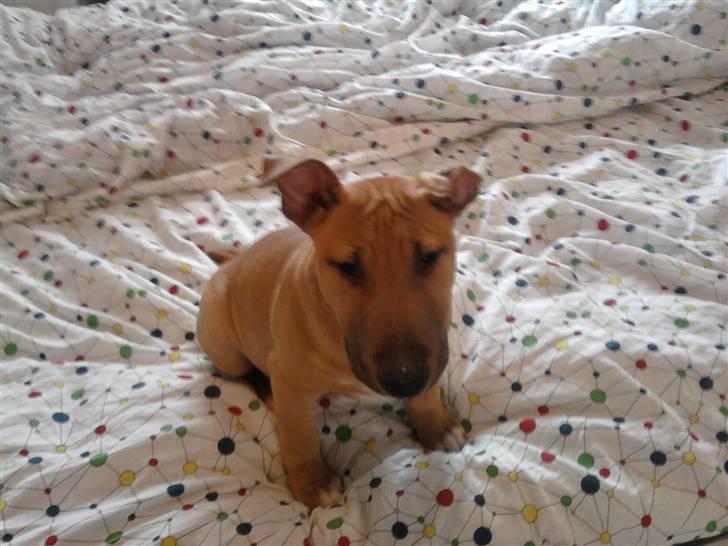 Bullterrier Harley ?hinmelhund? billede 2