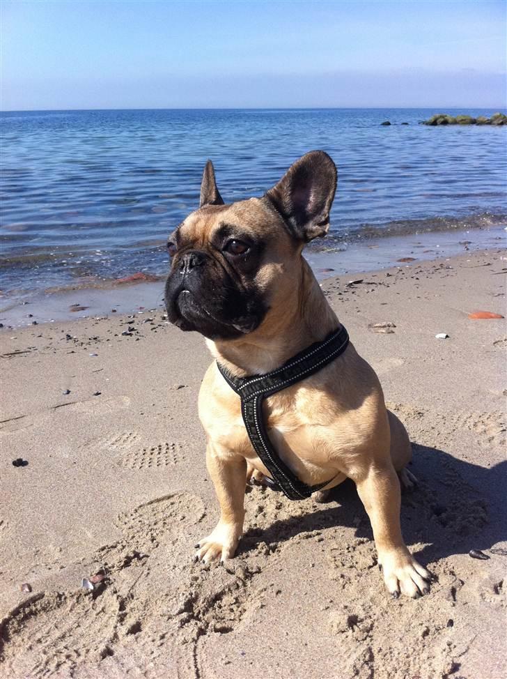 Fransk bulldog Van Wilcora Micki (Rip min skat) - *** VELKOMMEN TIL MIN PROFIL *** billede 1