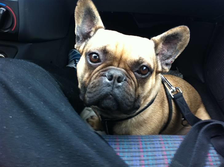 Fransk bulldog Van Wilcora Micki (Rip min skat) billede 2