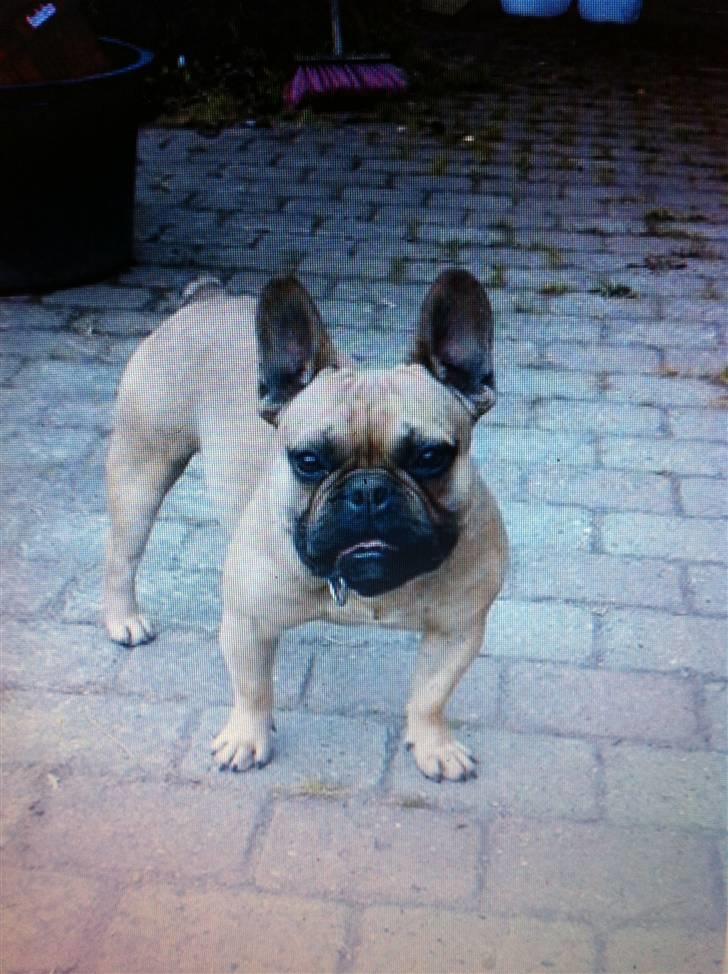 Fransk bulldog Van Wilcora Micki (Rip min skat) - JEG ER PÅ VAGT .. billede 3
