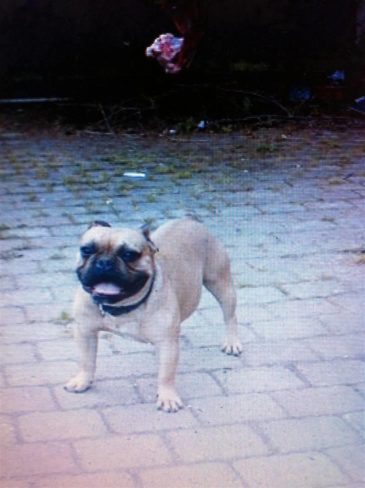 Fransk bulldog Van Wilcora Micki (Rip min skat) billede 4