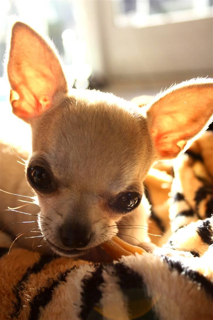 Chihuahua High Fly Chagall billede 2