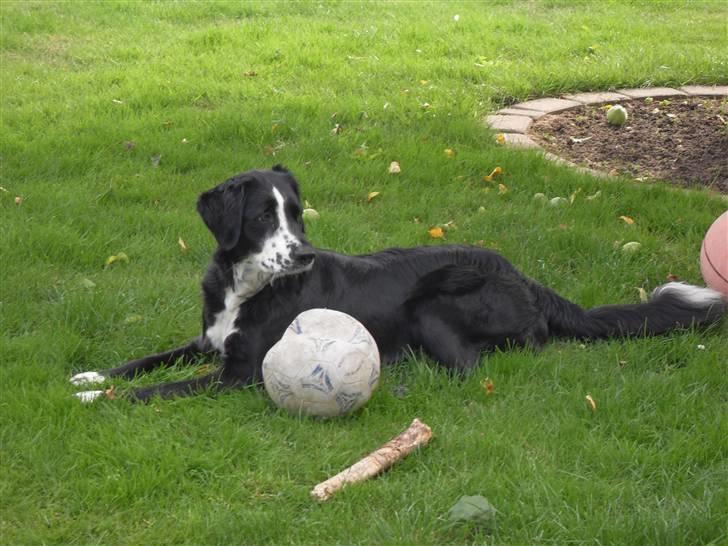 Blanding af racer Bailey billede 17