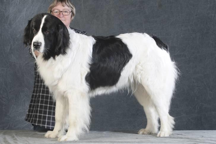 Landseer Adina billede 11