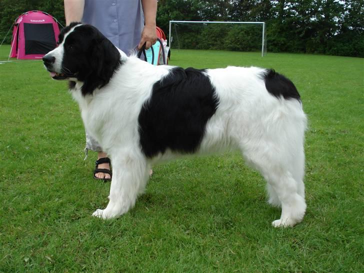 Landseer Adina billede 12