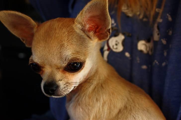 Chihuahua High Fly Chagall billede 7