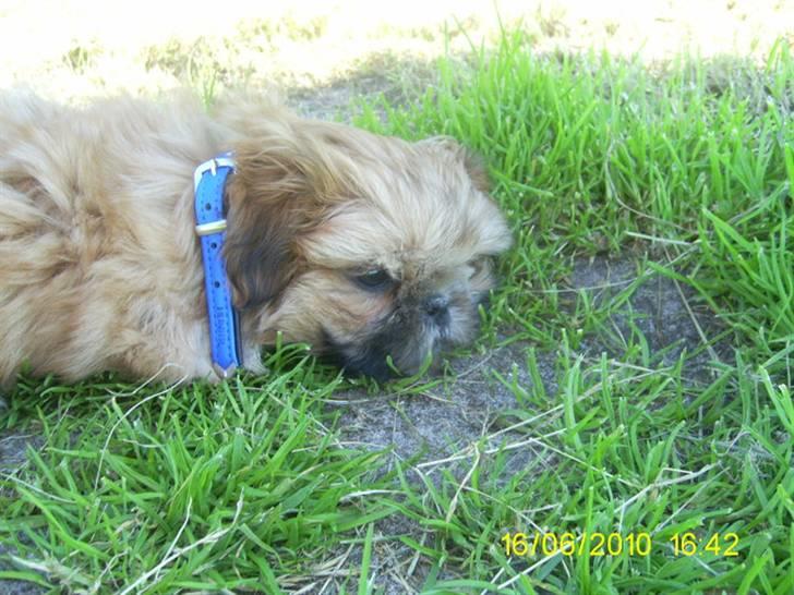 Shih tzu Junior billede 12