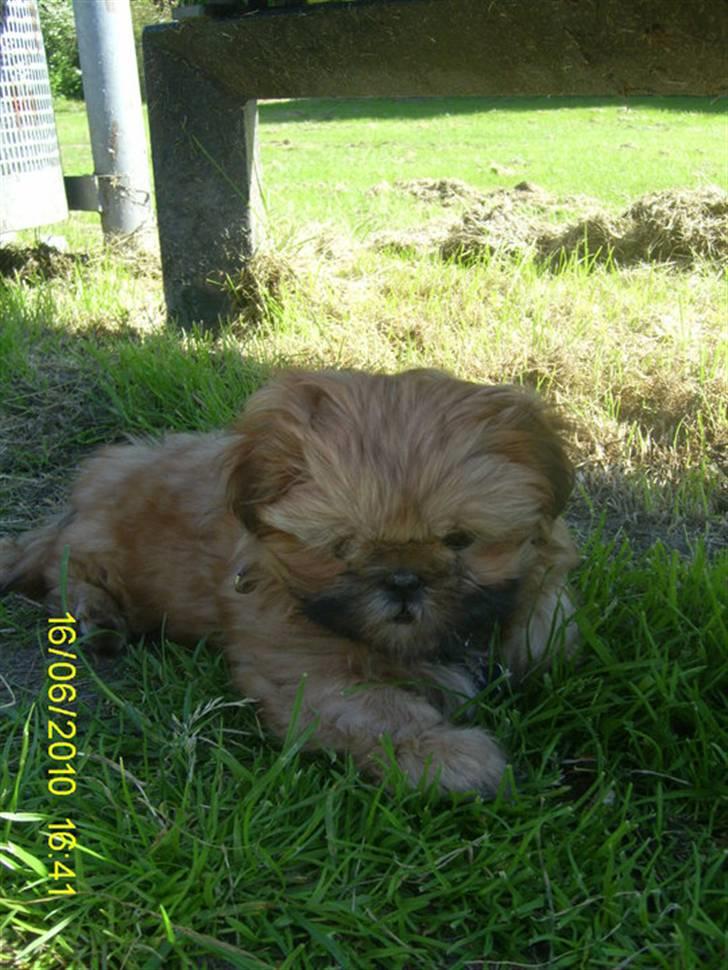 Shih tzu Junior billede 13