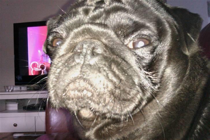 Mops bobby billede 1