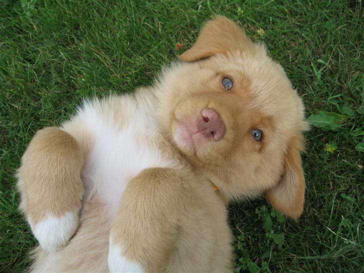 Nova scotia duck tolling retriever Ninja - Ninja 10 uger gammel. billede 1