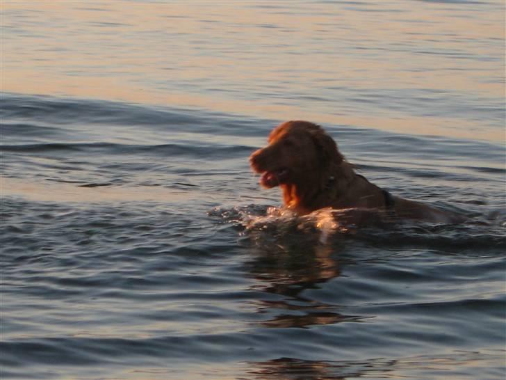 Nova scotia duck tolling retriever Ninja - badehund :) billede 2