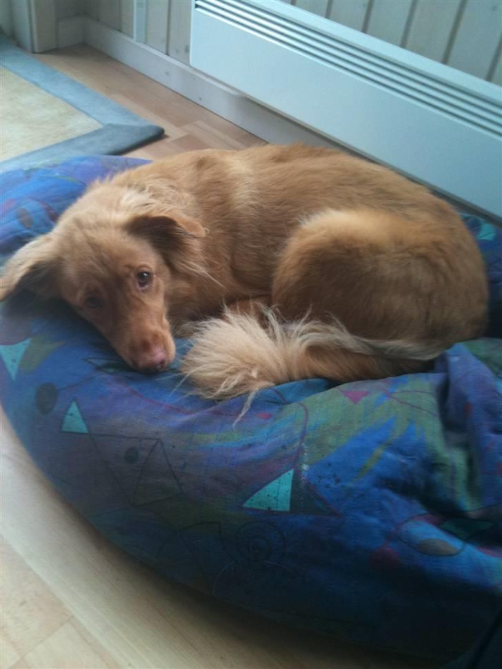 Nova scotia duck tolling retriever Ninja - hendes sækkestol. billede 3