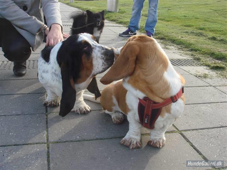 Basset hound Holger - Holger med sin elskede Wilma - en lille mysser billede 12