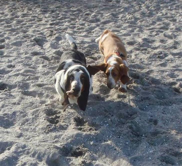 Basset hound Holger - De er bare ping og pong billede 13