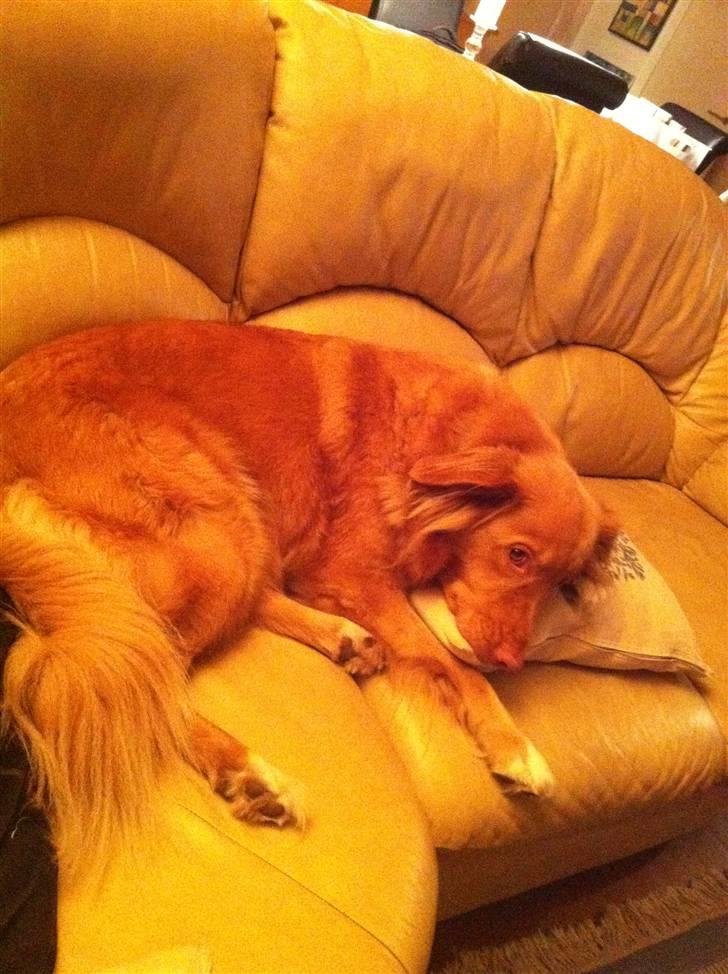 Nova scotia duck tolling retriever Ninja billede 4