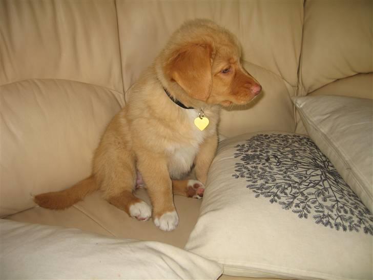 Nova scotia duck tolling retriever Ninja - Kun 9 uger gammel. billede 5