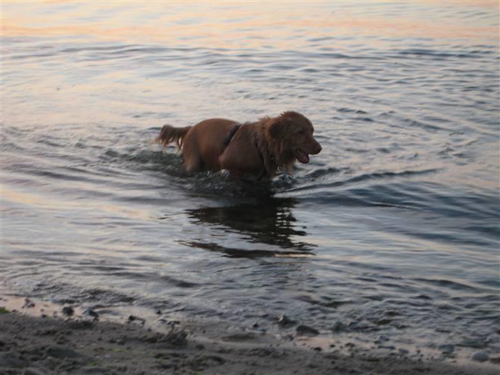 Nova scotia duck tolling retriever Ninja billede 6