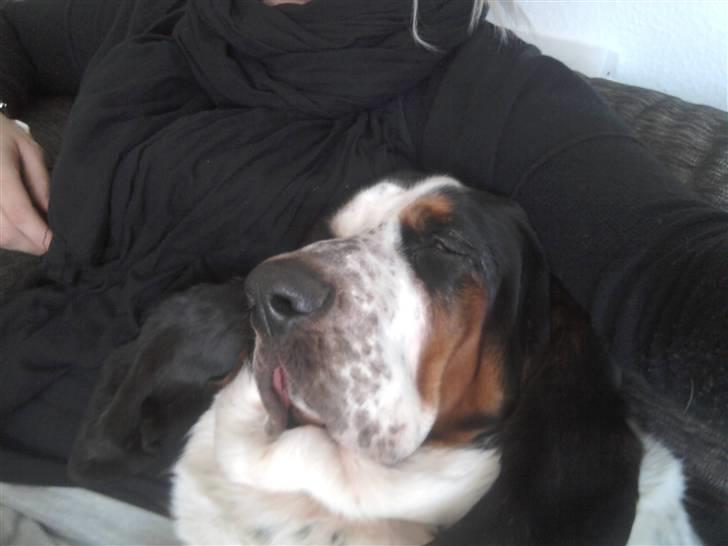 Basset hound Holger - Putter hos mor billede 14