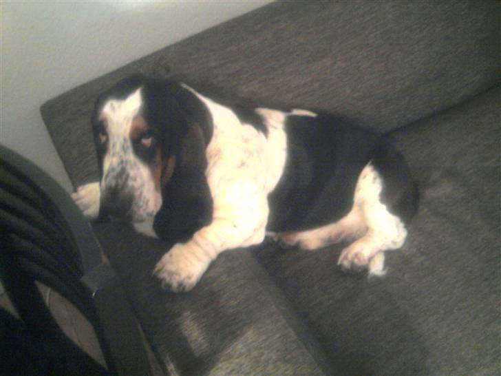 Basset hound Holger - Sååå uskyldig billede 15
