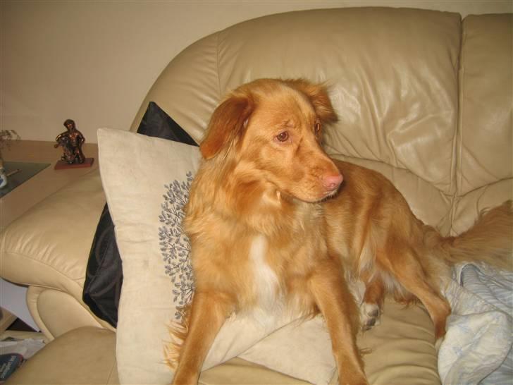 Nova scotia duck tolling retriever Ninja billede 7