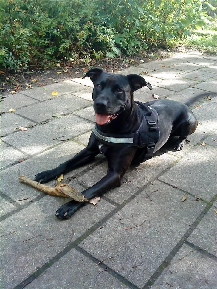 Blanding af racer Sponsi billede 17