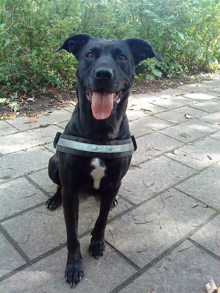 Blanding af racer Sponsi billede 18