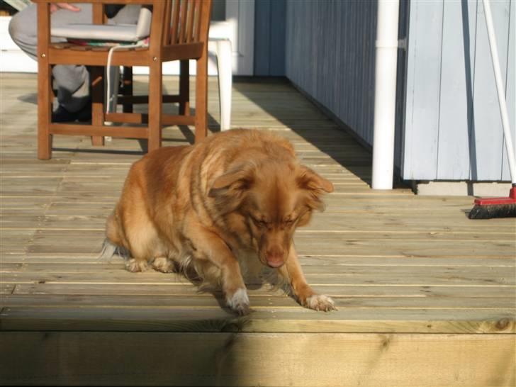 Nova scotia duck tolling retriever Ninja billede 8