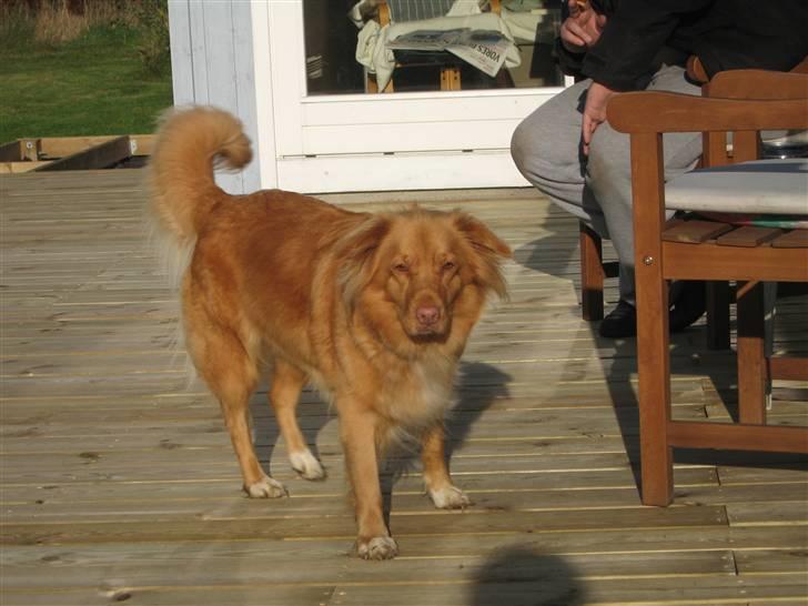 Nova scotia duck tolling retriever Ninja - Ninja i blæsten. billede 9