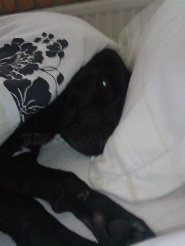 Blanding af racer Sponsi billede 19