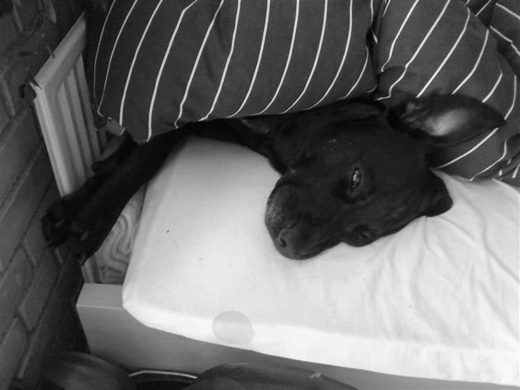 Blanding af racer Sponsi billede 20