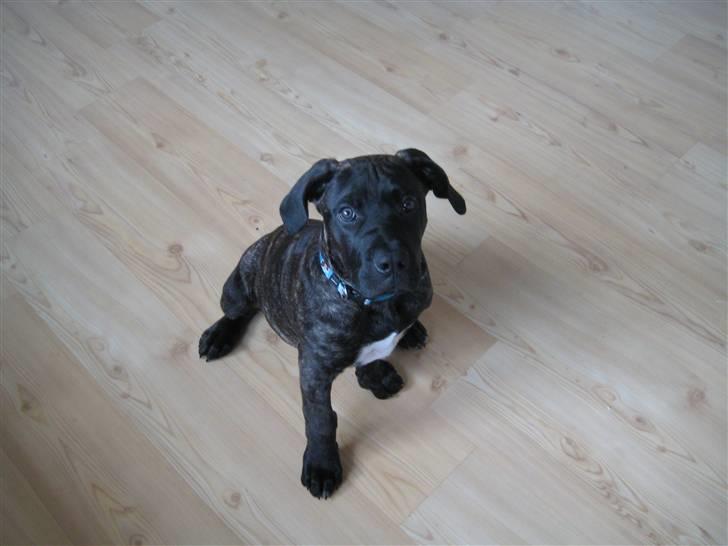 Dogo canario boss billede 7