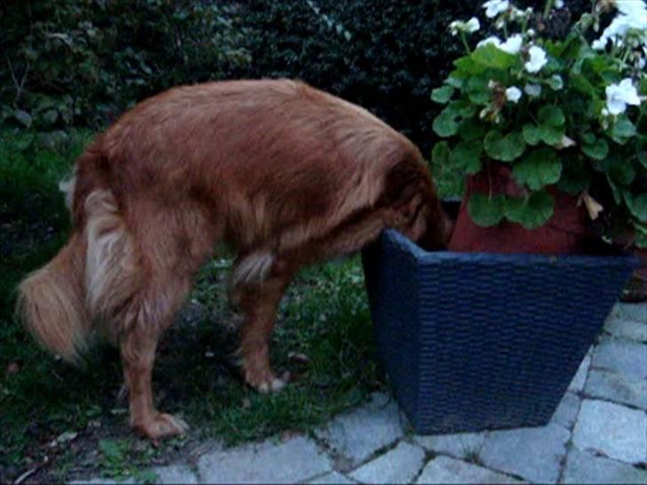 Nova scotia duck tolling retriever charlie - 13)drikker vand i en kruke:D han løftede forebeneneXD billede 13