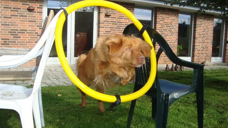 Nova scotia duck tolling retriever charlie - min gode Springhund!:D billede 15