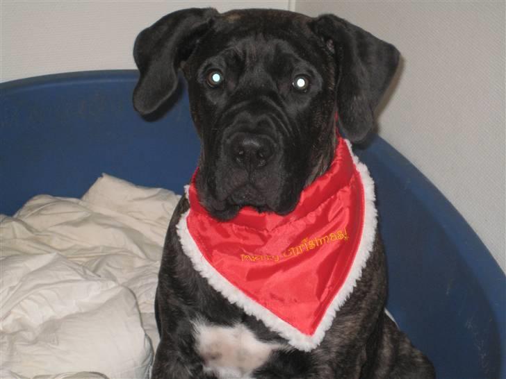 Dogo canario boss billede 8