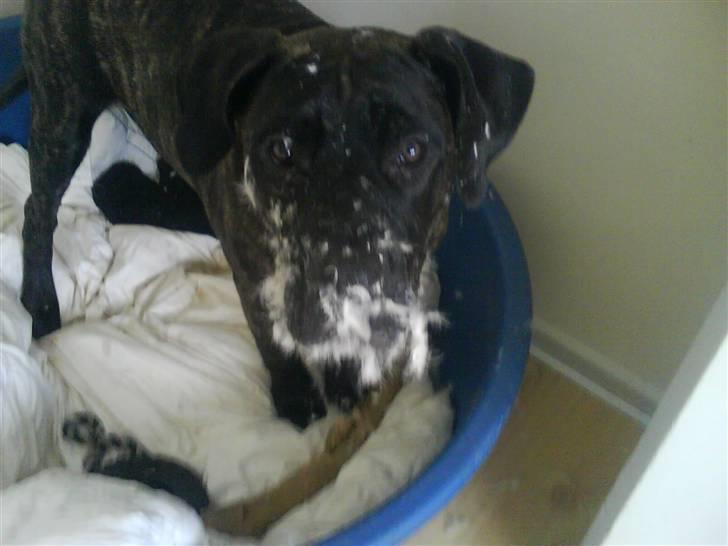 Dogo canario boss - Dyner...? Det er da noget man spiser... Ik? billede 9