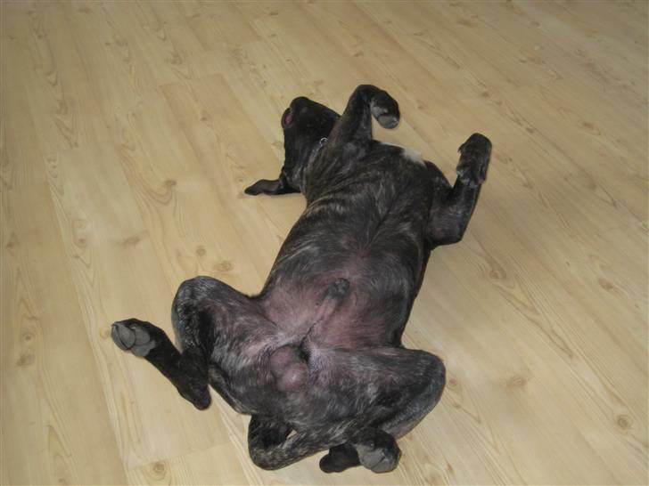 Dogo canario boss - en lille lur på skjoldet:o) billede 10