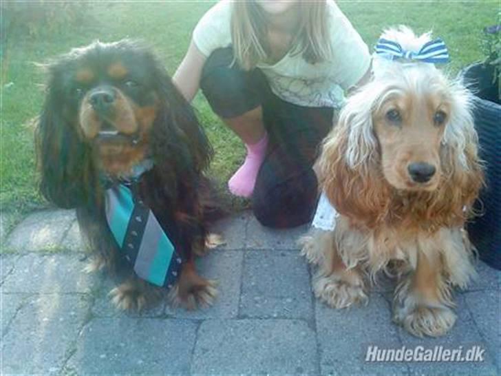 Cocker spaniel donna - Donna blir gift med Johnny<3XD billede 18
