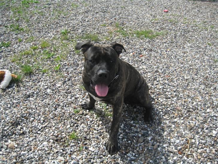 Dogo canario boss billede 11