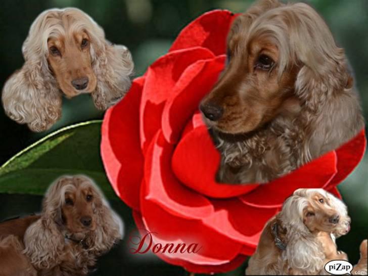 Cocker spaniel donna billede 19