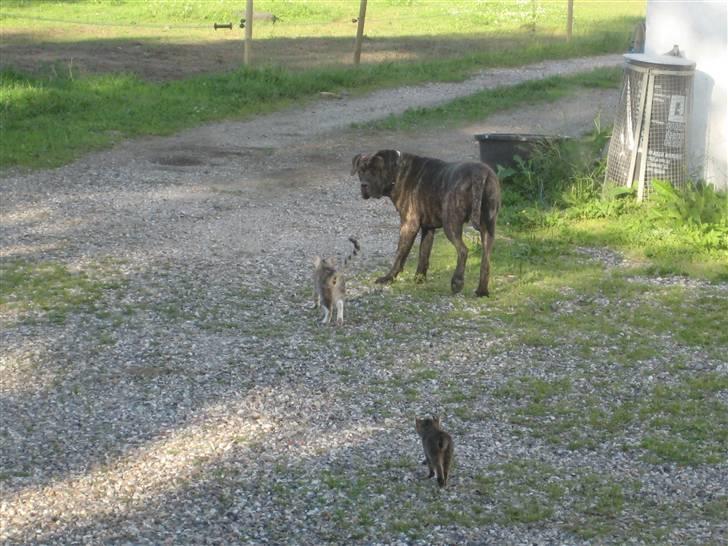 Dogo canario boss - Er i med...? billede 12