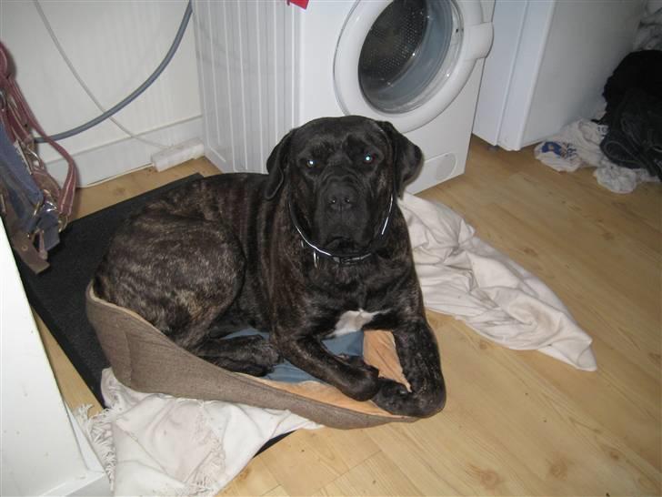 Dogo canario boss - Har bare lige "lånt" trisses kurv billede 13