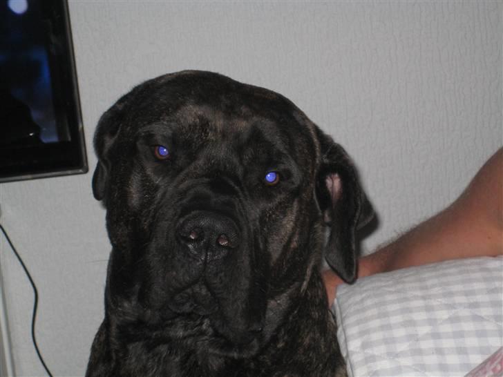 Dogo canario boss billede 14