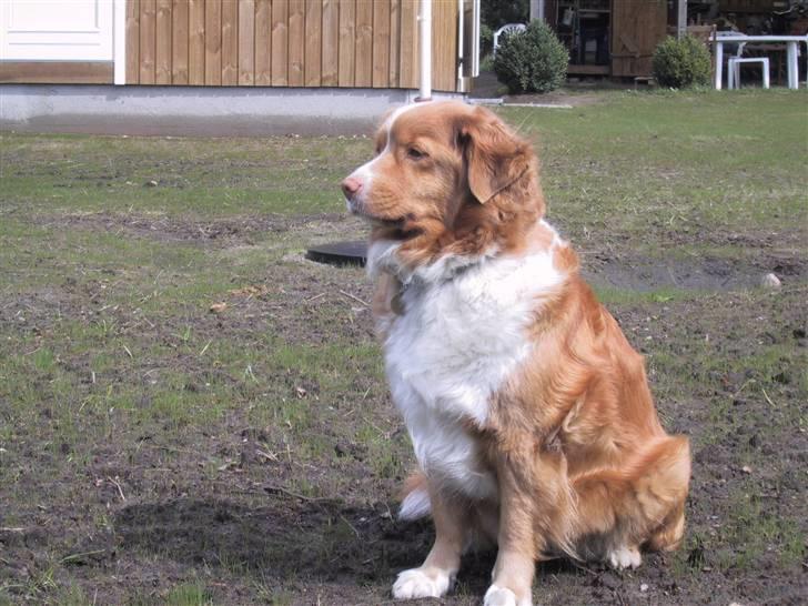 Nova scotia duck tolling retriever Ronja billede 1