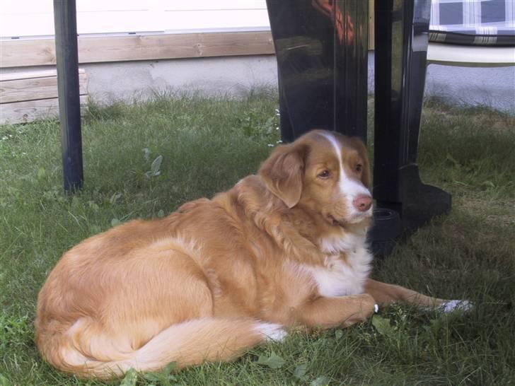 Nova scotia duck tolling retriever Ronja billede 2