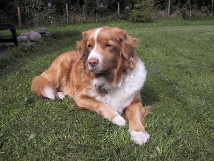 Nova scotia duck tolling retriever Ronja billede 3