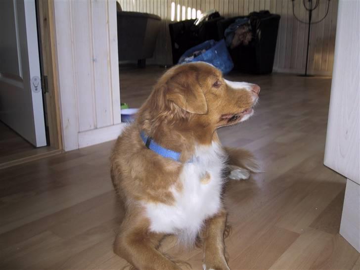 Nova scotia duck tolling retriever Ronja billede 4