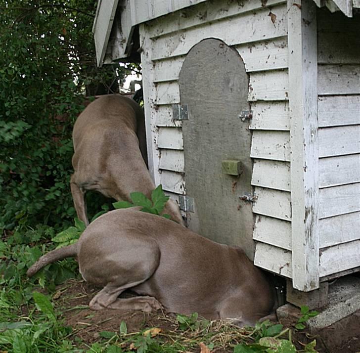 Weimaraner Hot Shoot´s Lotto (Anden) HD-A - Gravkoen Lotto billede 14