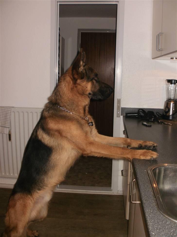 Schæferhund Slotten´s Ufo - Laban holder øje med om min datter kommer hjem ;o) billede 2